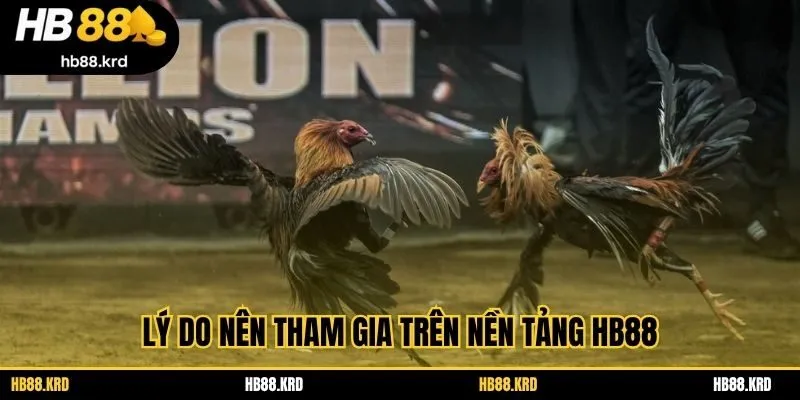 Lý do nên tham gia trên nền tảng HB88