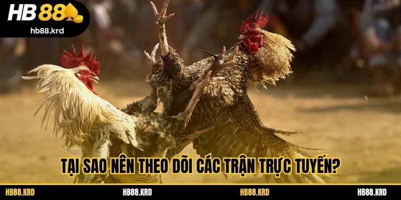 Tại sao nên theo dõi các trận trực tuyến?